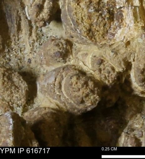 Teredo sp.