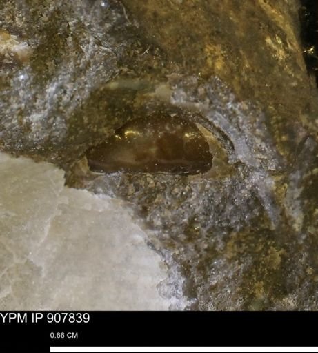 undet. Scaphitidae