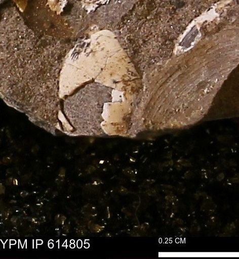 undet. Bivalvia