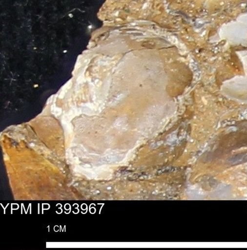 undet. Bivalvia