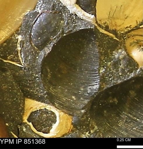 Limopsis striatopunctatus