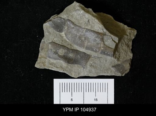 Isotelus gigas