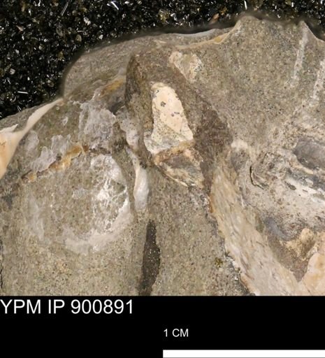 undet. Ammonoidea