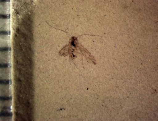 undet. Psocoptera