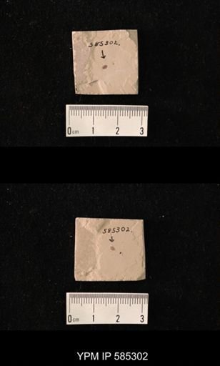 undet. Coleoptera