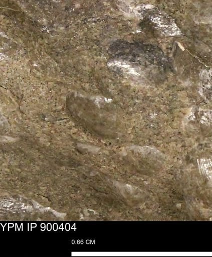 Anomia gryphorhyncha
