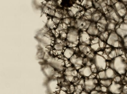 Isodictya palmata