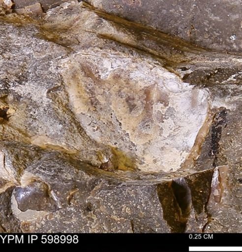 undet. Bivalvia