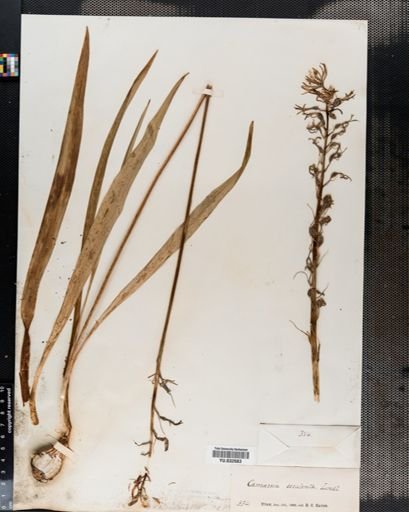 Camassia esculenta