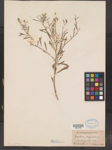 Lepidium virginicum