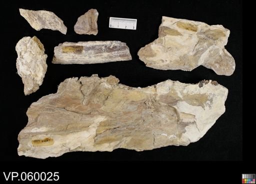 Xiphactinus sp.