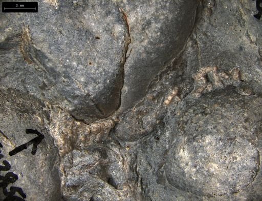 Aplocoma damesii