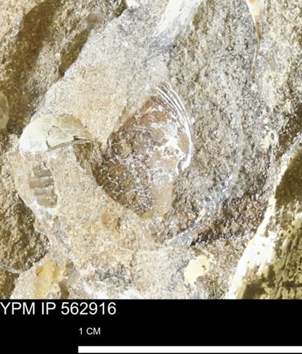 undet. Bivalvia