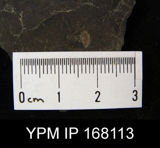 Chonetes scitulus