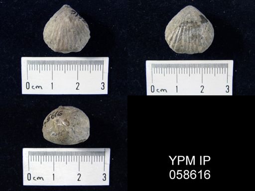 Uncinulus sp.