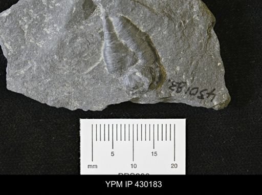 Porifera