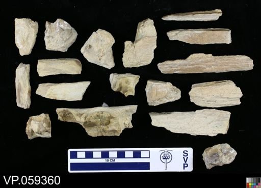 undet. Mosasauridae