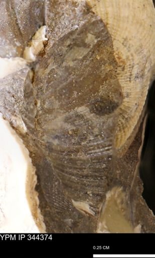 Limopsis striatopunctatus