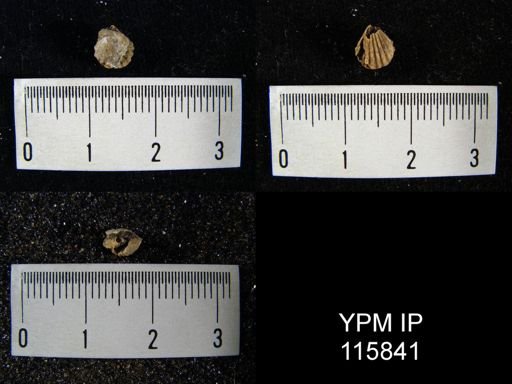 Hustedia microplicata?