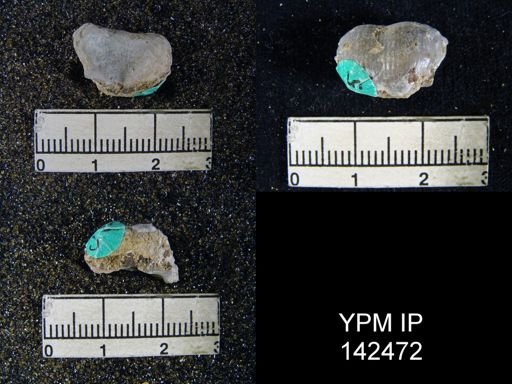 Marginifera typica