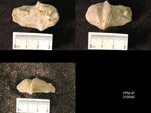 Spirifer cameratus