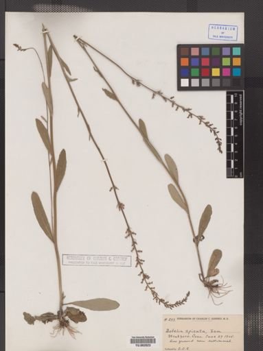 Lobelia spicata
