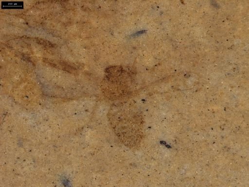 undet. Hymenoptera