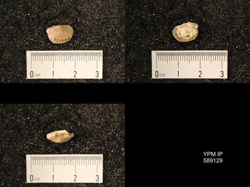 Sowerbyella sericea