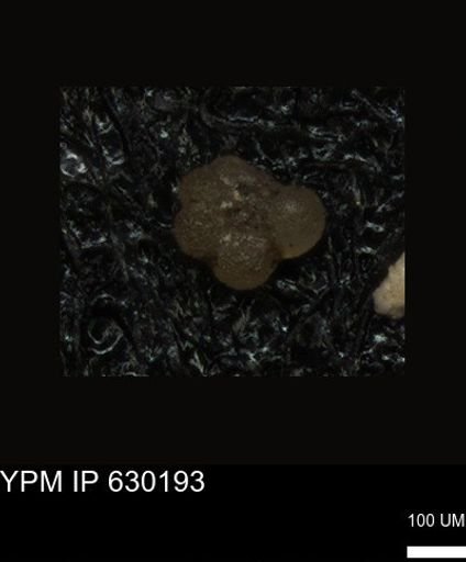 undet. Foraminiferida
