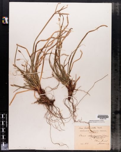 Carex pedunculata