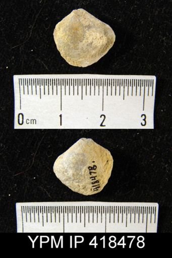 Cleiothyridina?