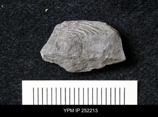 Leptaena rhomboidalis