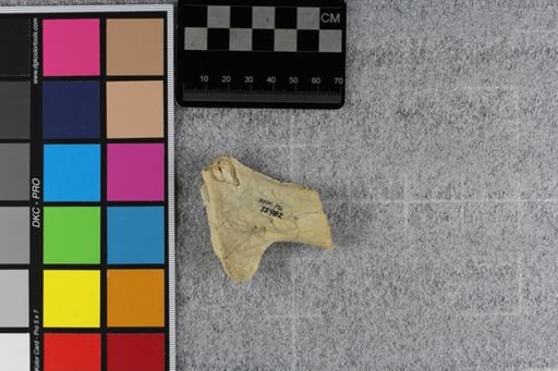 Hoplophoneus sp.