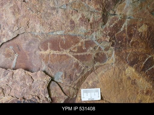 Kiaerograptus?
