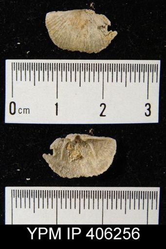 Sowerbyella sp.