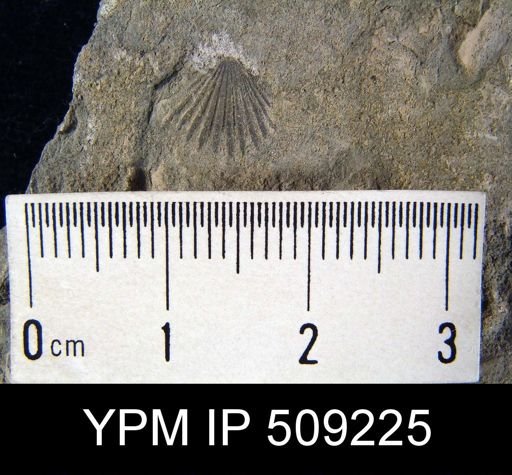 Dinorthis sp.