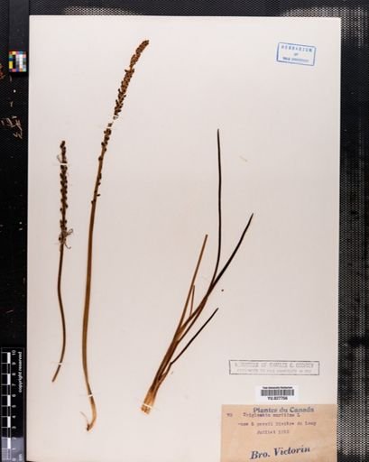 Triglochin maritima
