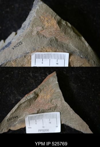 undet. Graptolithina