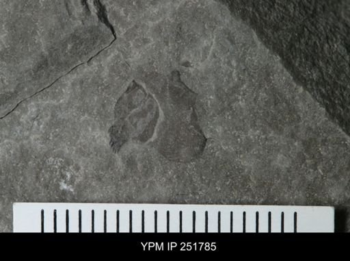 undet. Eurypterida