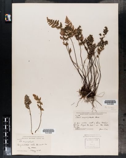 Cheilanthes covillei