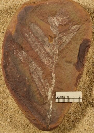 Pecopteris