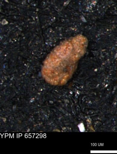 Alveolophragmium linki