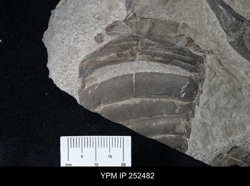 undet. Eurypterida