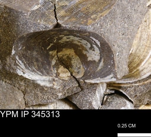 undet. Bivalvia