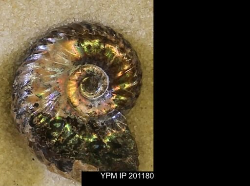 Hoploscaphites comprimus