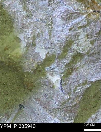 undet. Mollusca