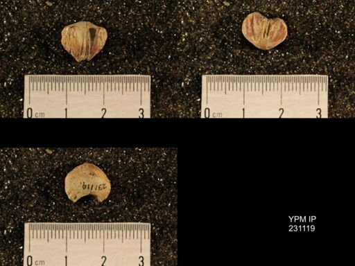 Wellerella osagensis
