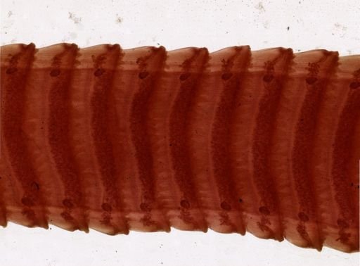 Thysanosoma actinoides
