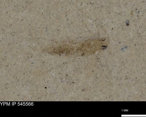 undet. Insecta