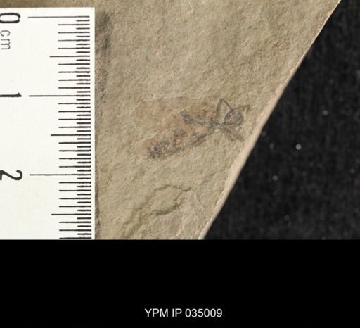 undet. Hymenoptera